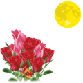 鲜花，圆月亮是什么成语