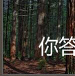 枝繁叶茂的灌木带你走进巴西热带雨林
