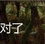枝繁叶茂的灌木带你走进巴西热带雨林