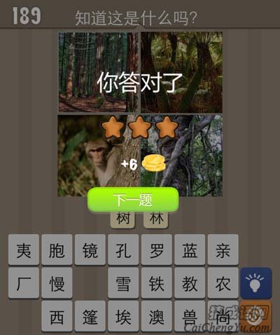 枝繁叶茂的灌木带你走进巴西热带雨林