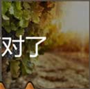 葡萄美酒夏日必备餐盘水果看图理解答案