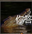 看图猜成语鳄鱼蛇青蛙乌龟爬行动物集中营