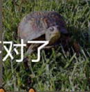 看图猜成语鳄鱼蛇青蛙乌龟爬行动物集中营