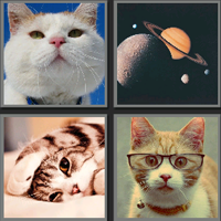 喵星人_看图拼字答案及图片