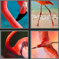 火烈鸟_看图拼字答案及图片